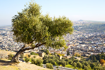 Image showing from high in the village morocco tree