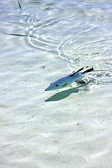 Image showing little fish   isla contoy         in  roath  drop sunny day  wav