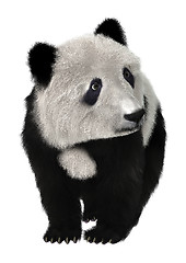 Image showing Panda Bear