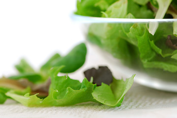 Image showing Baby greens