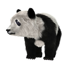 Image showing Panda Bear