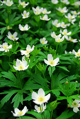 Image showing Wood anemones