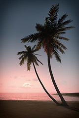 Image showing sunset palm tree
