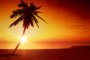 Image showing sunset palm tree