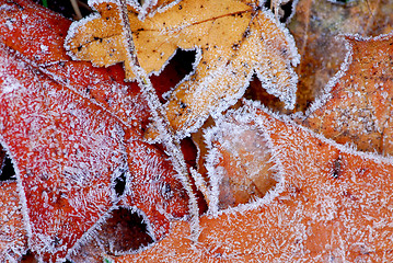 Image showing Frosty leaves