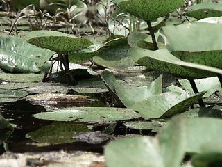 Image showing Lily Pads