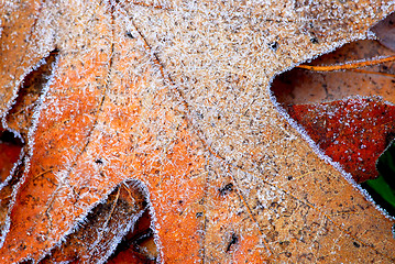 Image showing Frosty leaves