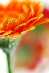 Image showing Gerbera flowers