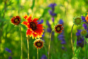 Image showing Indain blanket flowers