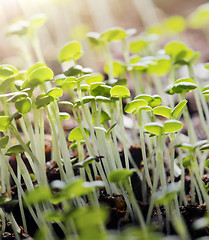 Image showing Thyme Seedlings