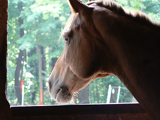 Image showing Longing Horse 1