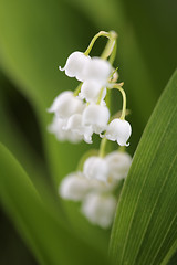 Image showing Lily of the Valley