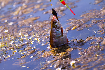 Image showing active angling fish bream fishing rod