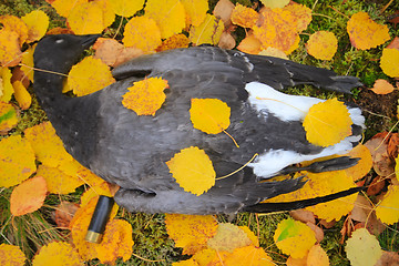 Image showing Trophies Northern hunting geese