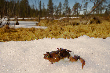 Image showing Spring. The revival of frog