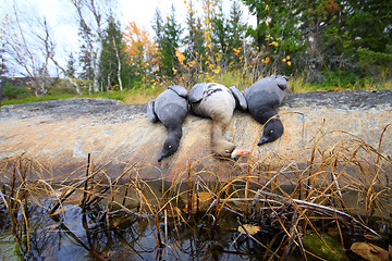 Image showing Trophies Northern hunting geese