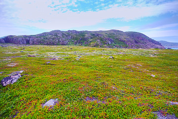 Image showing polar hills Scandinavian tundra in summer