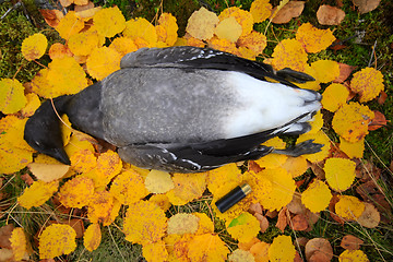 Image showing Trophies Northern hunting geese