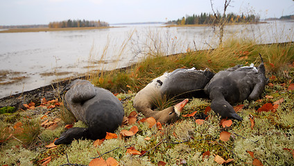 Image showing Trophies Northern hunting geese