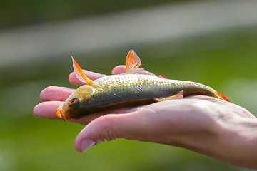 Image showing catch fish Rudd fishing on palm