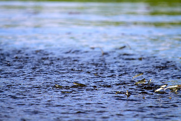 Image showing juvenile fish jumps out of the water