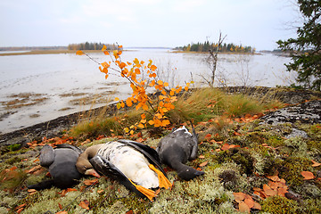 Image showing Trophies Northern hunting geese