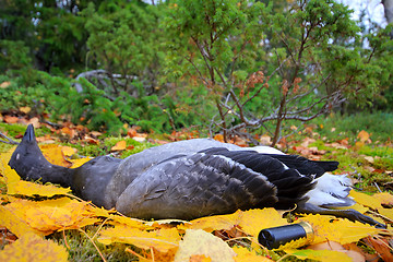 Image showing Trophies Northern hunting geese