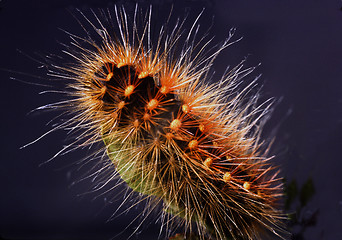 Image showing Scarce dagger, Caterpillar on bilberry sprigs. Acronicta auricona.