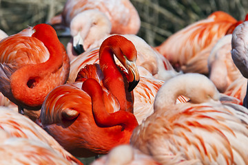 Image showing Group of flamingos