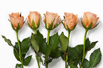 Image showing Roses