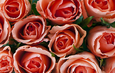 Image showing Roses