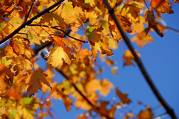 Image showing Fall maple leaves