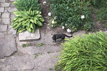 Image showing Cat looking up to camera 