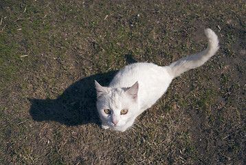 Image showing Cat looking up to camera 
