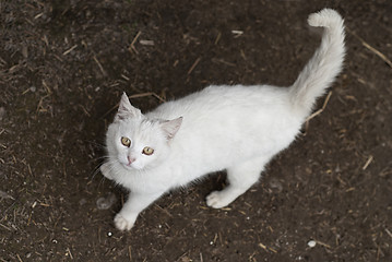 Image showing Cat looking up to camera 