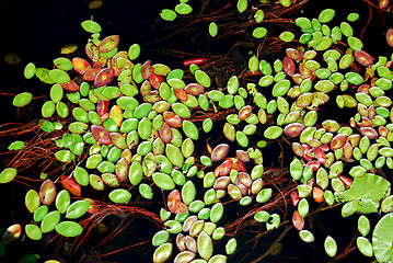 Image showing Lily pads