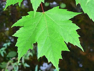 Image showing Maple Leaf