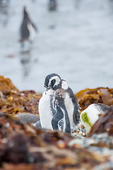 Image showing Penguins on shore among leaves in Chile