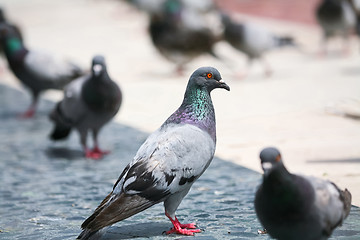 Image showing Pigeons