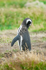 Image showing Magellan penguin in Chile