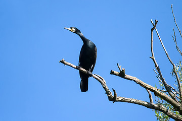 Image showing Cormorant standing on tree branch