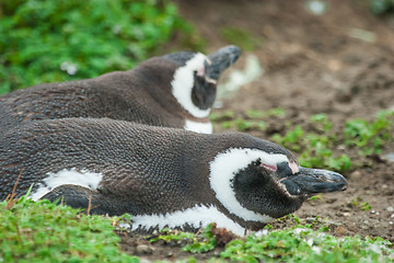 Image showing Side view of penguins lying