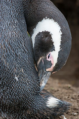 Image showing Close up of magellan penguin