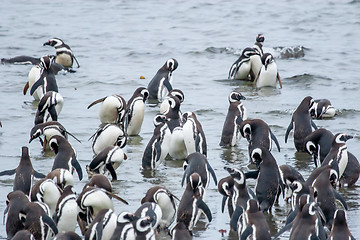 Image showing Penguins in shoal