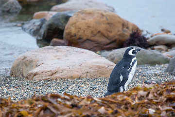 Image showing Penguin on pebble shore