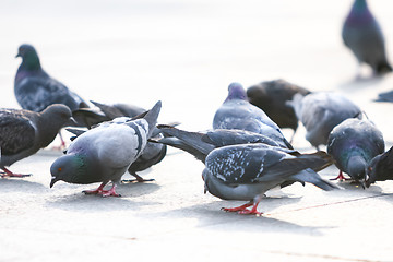 Image showing Pigeons eating crumbs