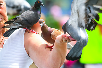 Image showing Pigeons on arm of woman