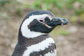 Image showing Penguin close up