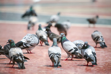 Image showing Pigeons standing