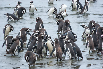 Image showing Penguins on shore